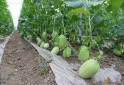 辽宁台吃瓜,揭秘娱乐圈背后的故事