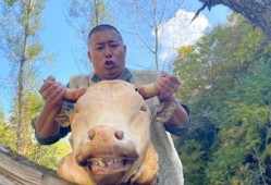 大海哥龇牙吃瓜