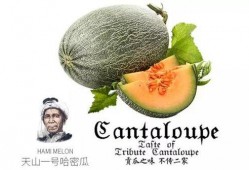 吃瓜号都真实吗,真实与虚构的边界