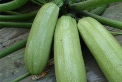 吃师瓜有什么好处,揭秘吃师瓜的五大益处