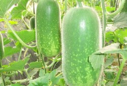 刘大瓜吃牛腿,趣味横生美食大比拼