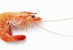 乳瓜能和虾一起吃,营养美味两不误