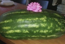 美国人吃生瓜,美国人的生瓜饮食习惯探秘