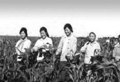 下乡知青吃瓜,下乡知青的夏日瓜香记忆