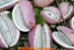 大姐吃八月瓜,大姐的八月瓜美食之旅