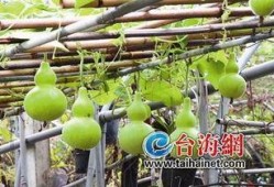 吃葫芦瓜会解药,神奇解药的秘密