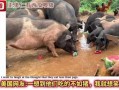 猪跟吃瓜,揭秘猪的饮食习惯与趣味生活