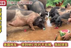 猪跟吃瓜,揭秘猪的饮食习惯与趣味生活