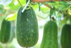 夏天吃甜宝瓜,探索甜宝瓜的清凉美味