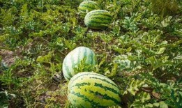 兰城市最新吃瓜,揭秘网红美食背后的秘密