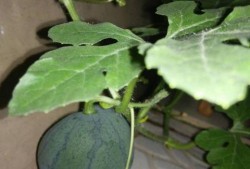 吃瓜有籽,揭秘吃瓜有籽的奥秘与趣味