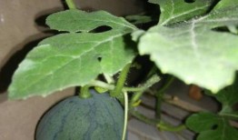 吃瓜有籽,揭秘吃瓜有籽的奥秘与趣味