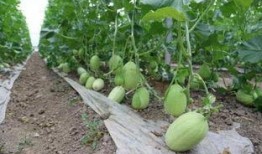 辽宁台吃瓜,揭秘娱乐圈背后的故事