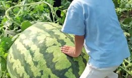 赛后吃瓜,揭秘赛场背后的精彩瞬间