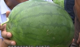 dr吃瓜,揭秘娱乐圈幕后真相，带你领略明星们的真实生活