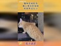 猫咪吵架吃瓜观众