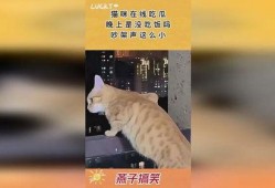 猫咪吵架吃瓜观众
