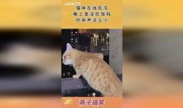 猫咪吵架吃瓜观众