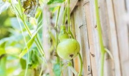 吃葫芦瓜会解药,神奇解药的秘密