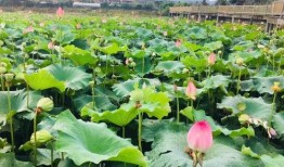 青蛙当吃瓜群众,围观人间百态，笑谈世间万象