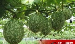 山东吊瓜怎么吃,解锁美味新体验