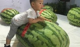 藏族最近吃瓜事件,揭秘背后文化冲突与网络热议