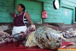 尼加拉瓜吃海龟怎么吃,探索海龟美食的独特魅力