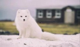 白狐吃瓜,揭秘神秘生物的趣味生活