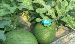 上海浦东吃瓜,瓜果飘香，品味都市田园生活