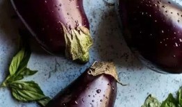 肺癌晚期的人吃茄瓜,茄瓜助力肺癌晚期患者营养补充与康复