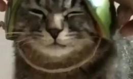 奇妙的默契吃瓜,吃瓜群众的奇妙碰撞