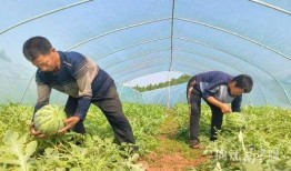 村里吃瓜,一起吃瓜话家常