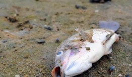 瓜哥吃瓜奇怪的鱼图片大全