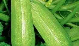 吃虾后多久可以吃小凤瓜,吃虾后多久适宜享用小凤瓜？健康饮食时间指南