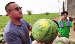 田马吃瓜,揭秘农村生活的趣味瞬间