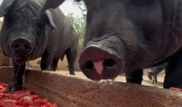 猪跟吃瓜,揭秘猪的饮食习惯与趣味生活