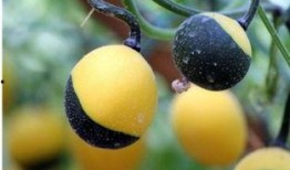 山东吊瓜怎么吃,解锁美味新体验