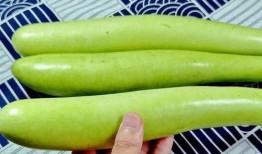 吃瓜指吃什么瓜,揭秘“吃瓜”背后的瓜种奥秘