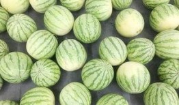 吃瓜吃瓜下一句