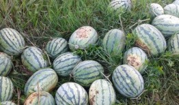 梦见吃梨瓜很甜,揭秘梦见吃梨瓜的寓意与象征