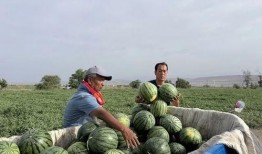 吃瓜燕山,揭秘燕山地区的美食传奇
