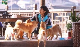 吃瓜看戏遛狗开播,直播新风尚