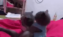 吃瓜的动态图片,跟随动态图片，一窥吃瓜群众的欢乐瞬间