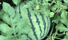 吃瓜与看瓜更配,一场视觉与味蕾的双重盛宴