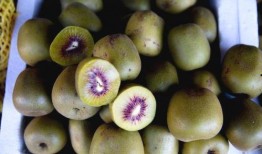 西昌吃瓜哪里多,探寻瓜香四溢的美食天堂