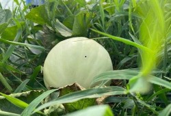 童年吃田瓜,那片田瓜地里的甜蜜时光