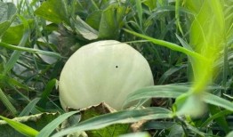 童年吃田瓜,那片田瓜地里的甜蜜时光