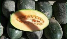 宝宝两周吃哈密瓜好吗,两周宝宝适宜食用哈密瓜的探讨