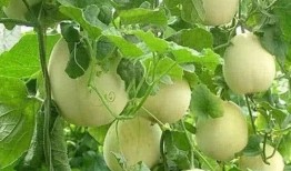 好朋友cc吃瓜,揭秘娱乐圈那些不为人知的幕后故事