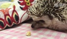 辛巴狗吃瓜,辛巴狗的瓜田奇遇记